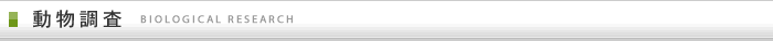 動物調査